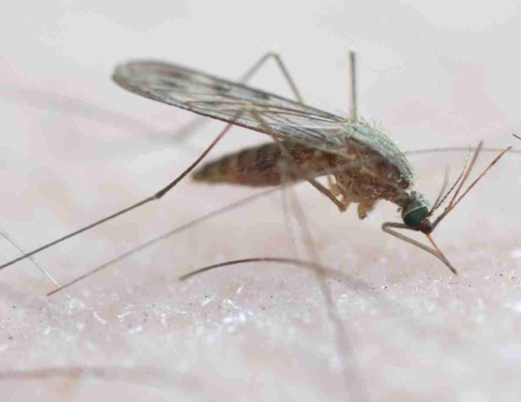 Anopheles maculipennis