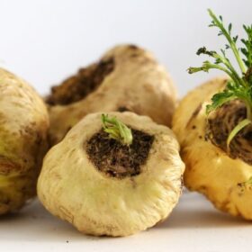 maca-što-je